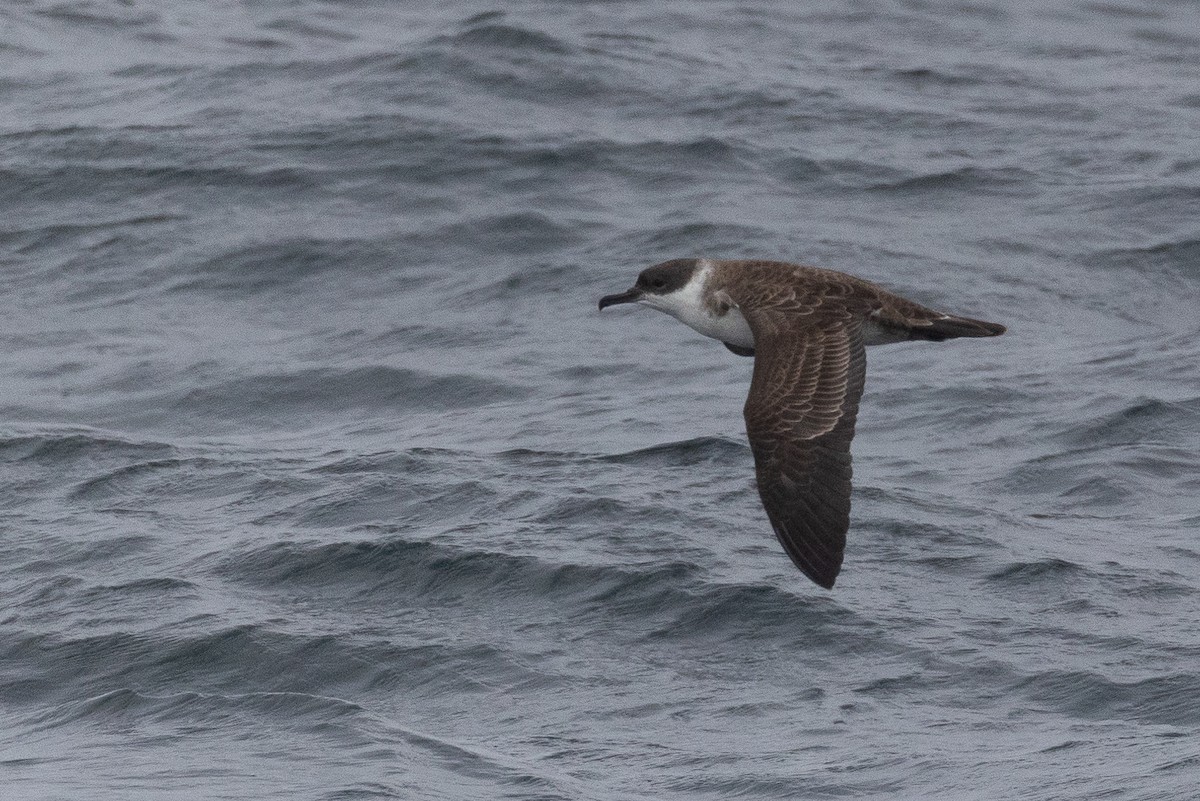 Great Shearwater - ML623921877