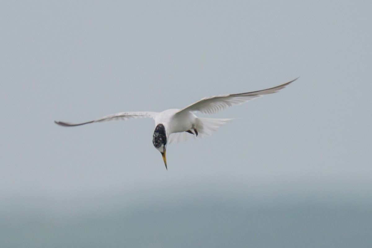 Least Tern - ML623921886