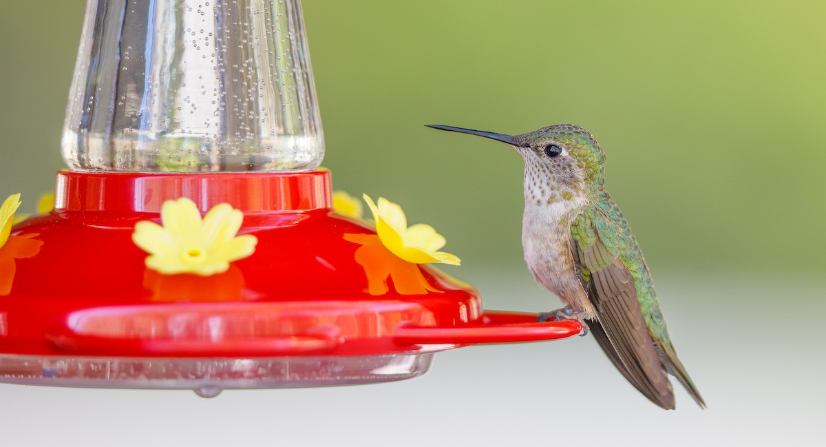 Broad-tailed Hummingbird - ML623921898