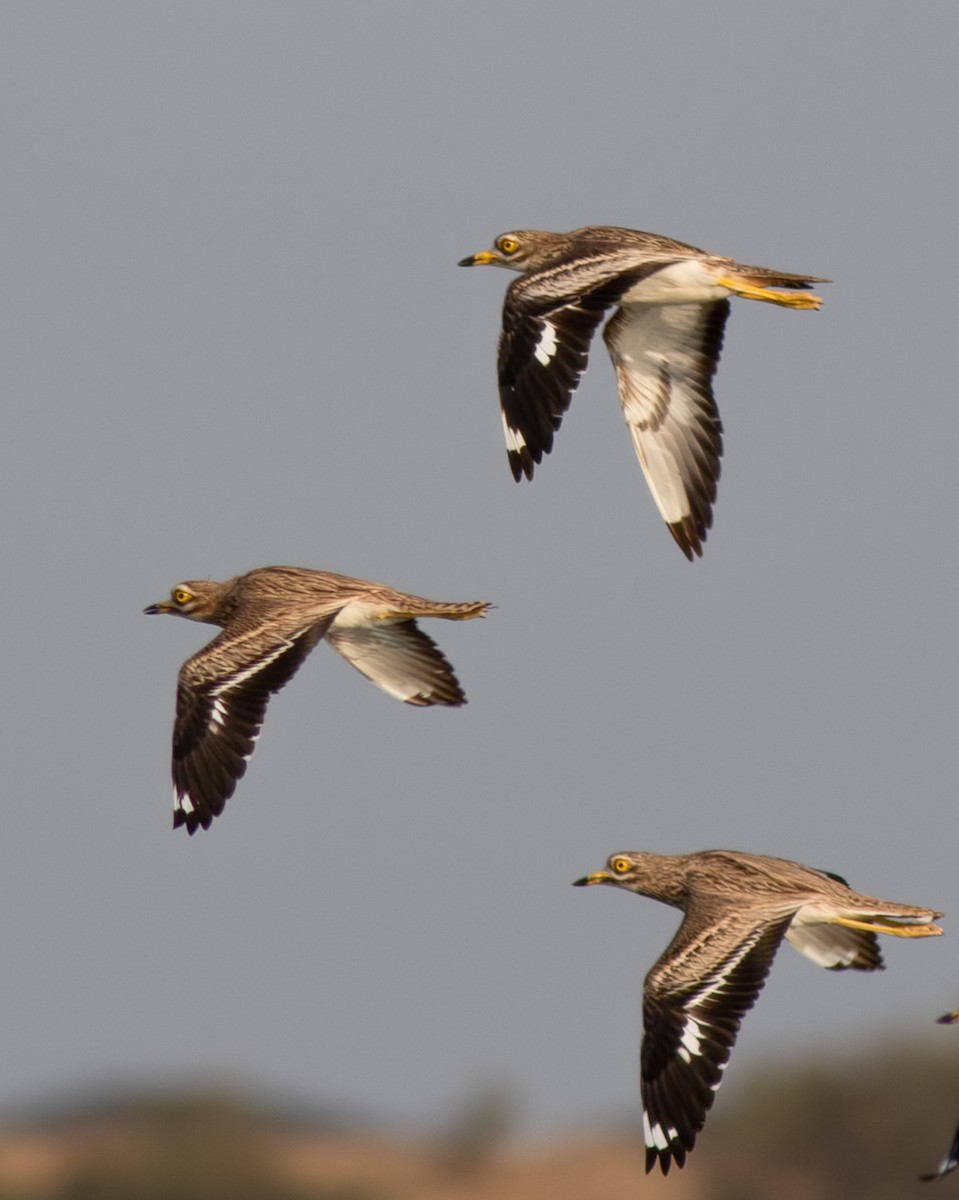 Eurasian Thick-knee - ML623921901