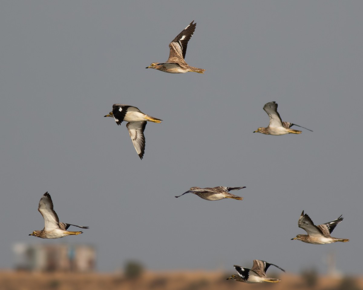 Eurasian Thick-knee - ML623921903