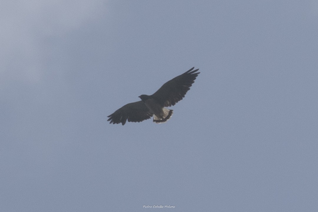 White-tailed Hawk - ML623921916