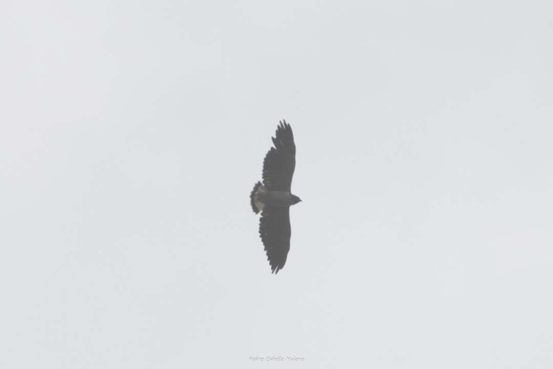 White-tailed Hawk - ML623921917