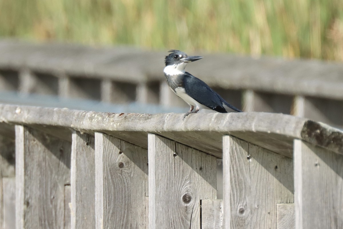 Belted Kingfisher - ML623921930