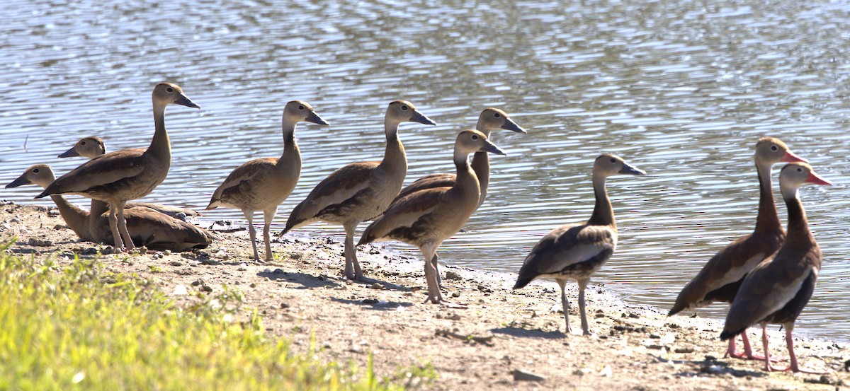 Black-bellied Whistling-Duck - ML623921931