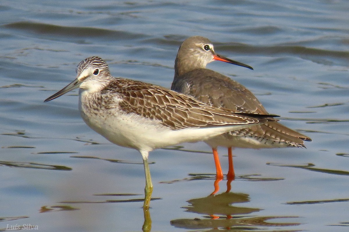 Spotted Redshank - ML623921934