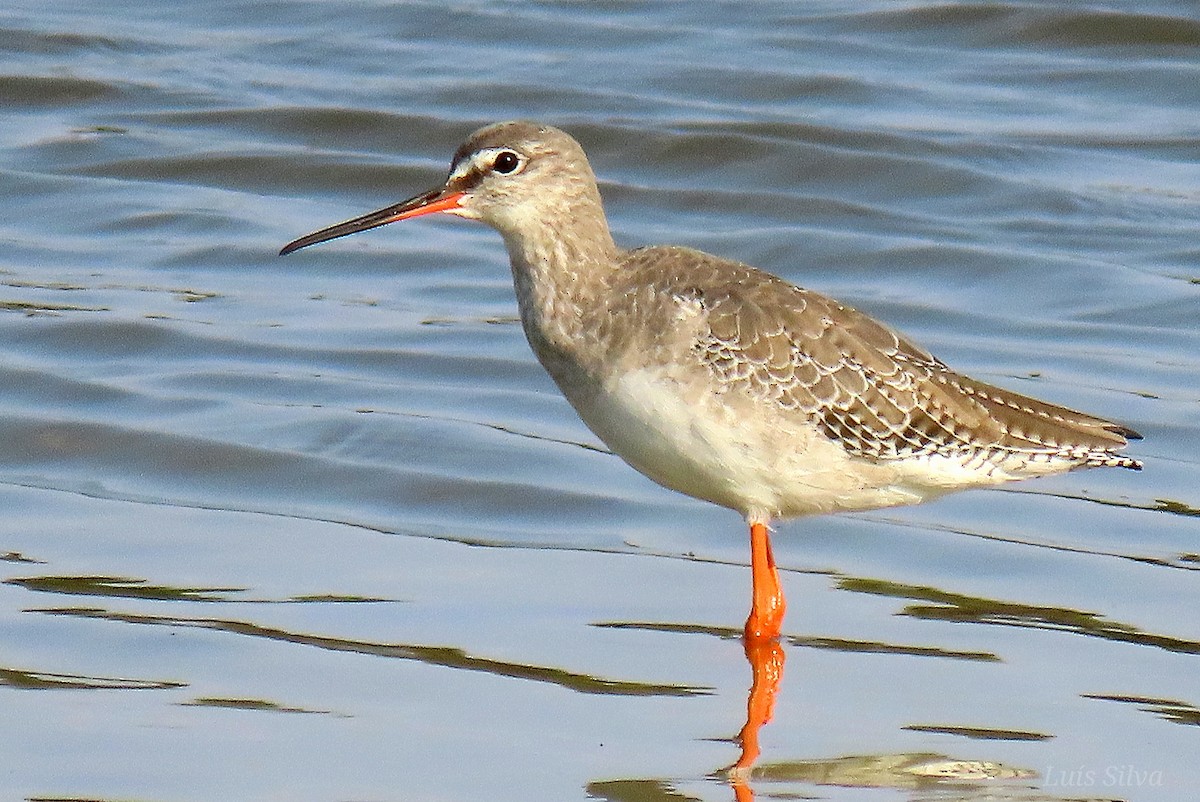 Spotted Redshank - ML623921935