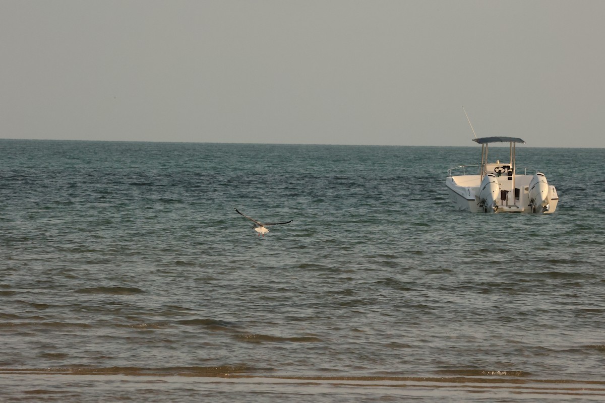 Gray-hooded Gull - ML623921939