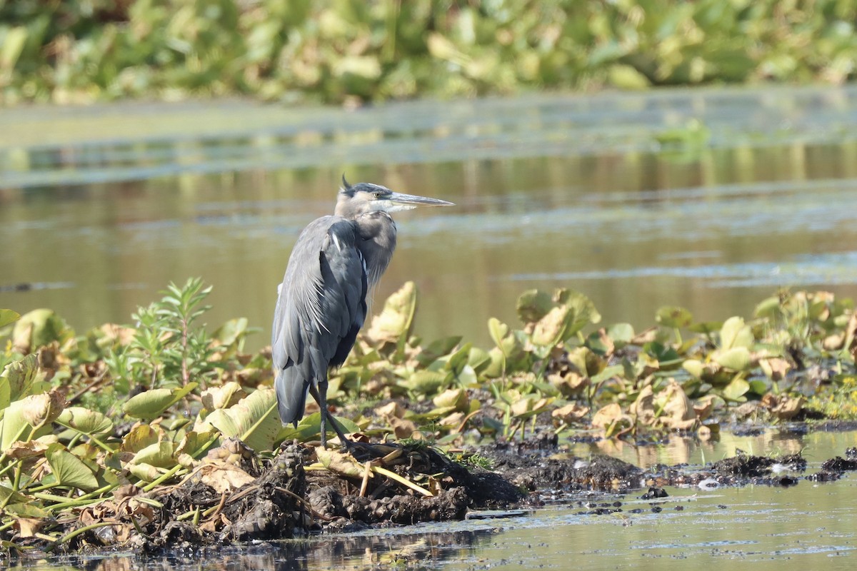 Great Blue Heron - ML623921949