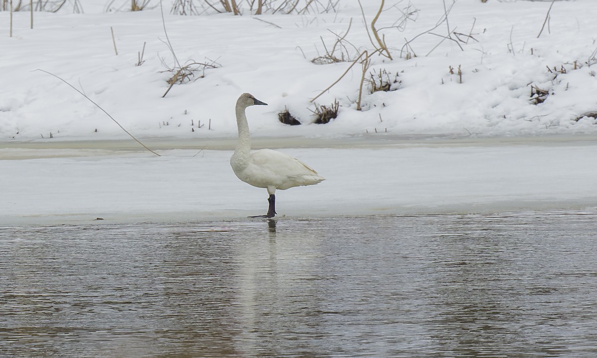 Tundra Swan - ML623921952