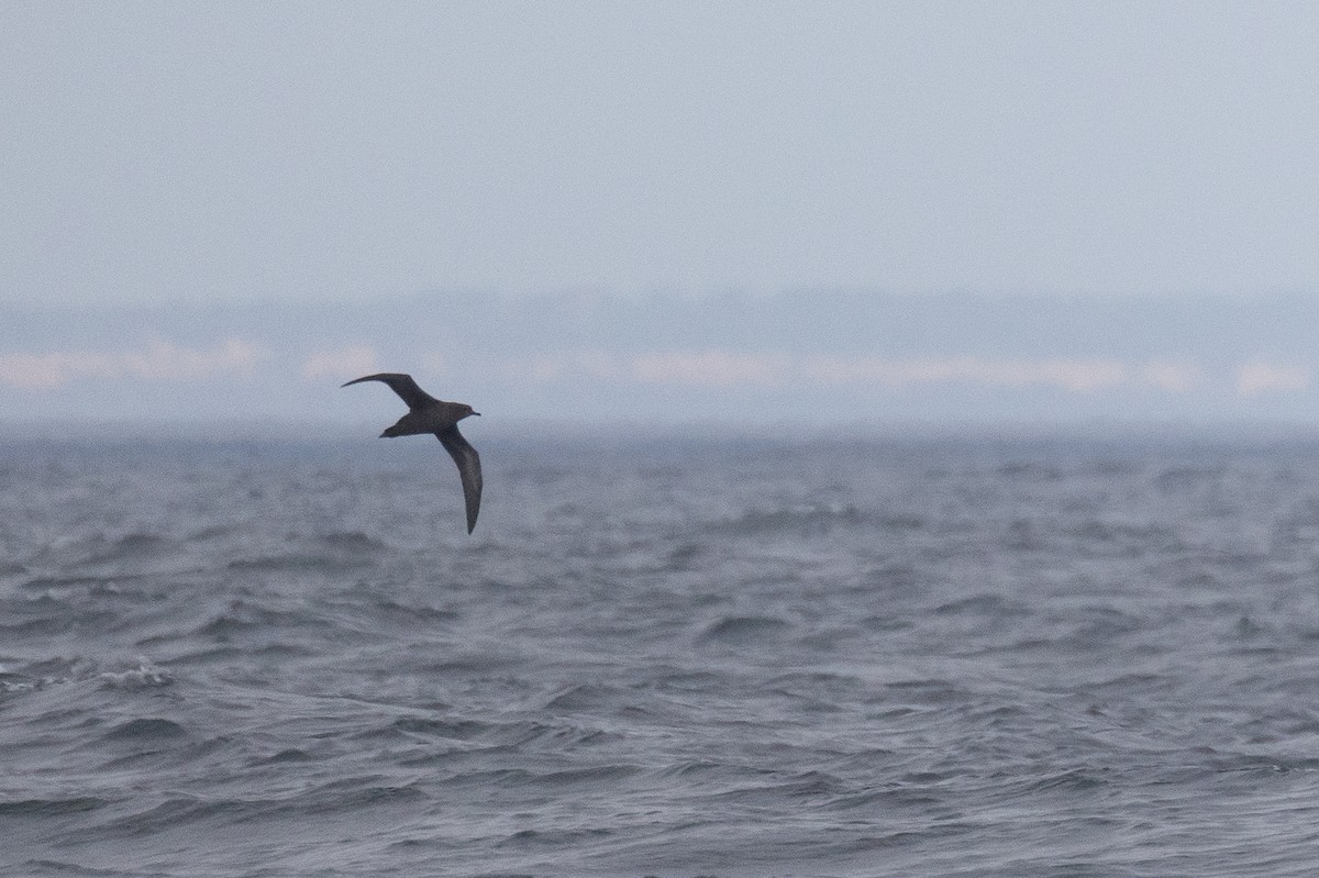 Sooty Shearwater - ML623921960