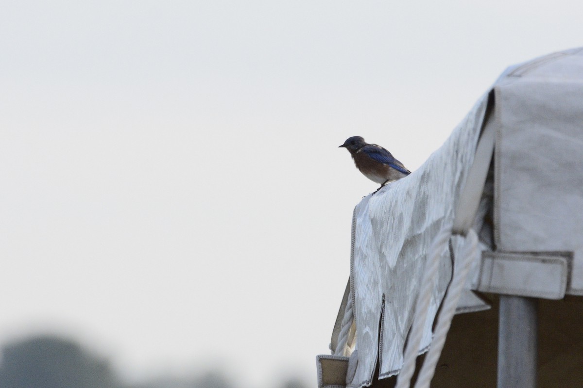 Eastern Bluebird - ML623921962