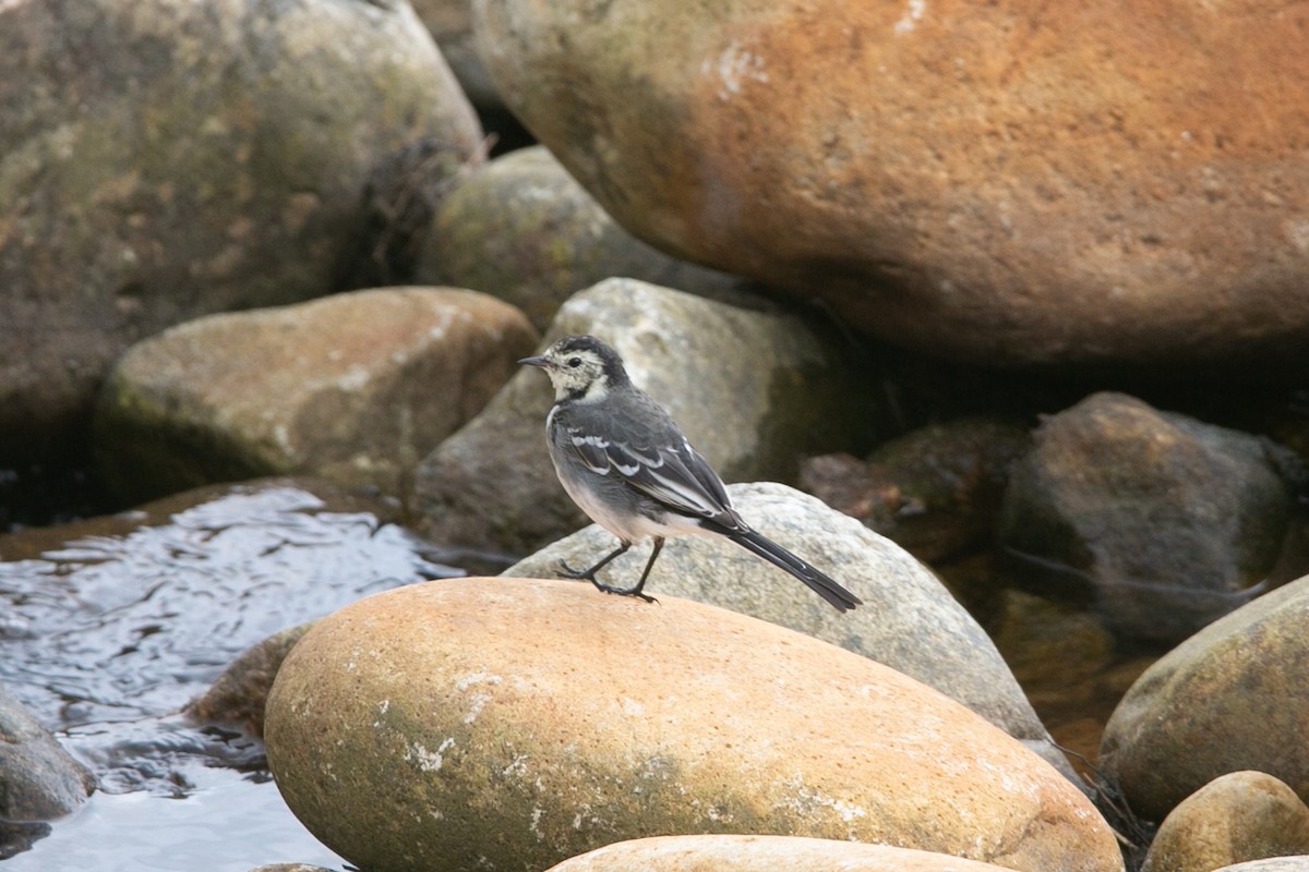 White Wagtail - Scott Godshall