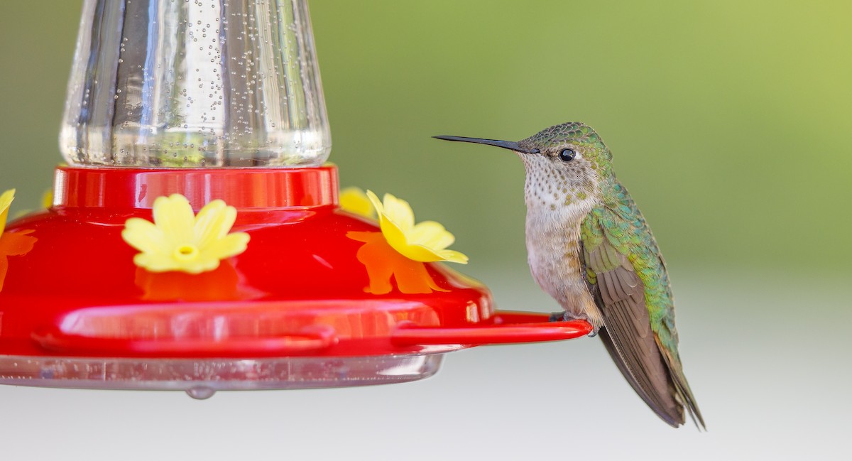 Broad-tailed Hummingbird - ML623921973