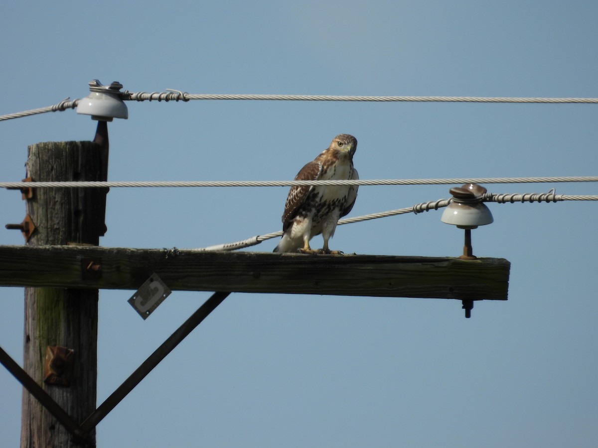 Rotschwanzbussard - ML623921980