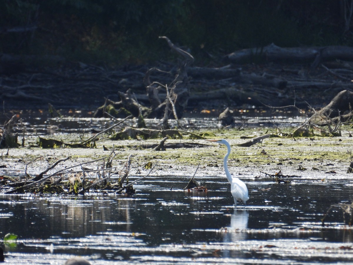 Great Egret - Jason Kline