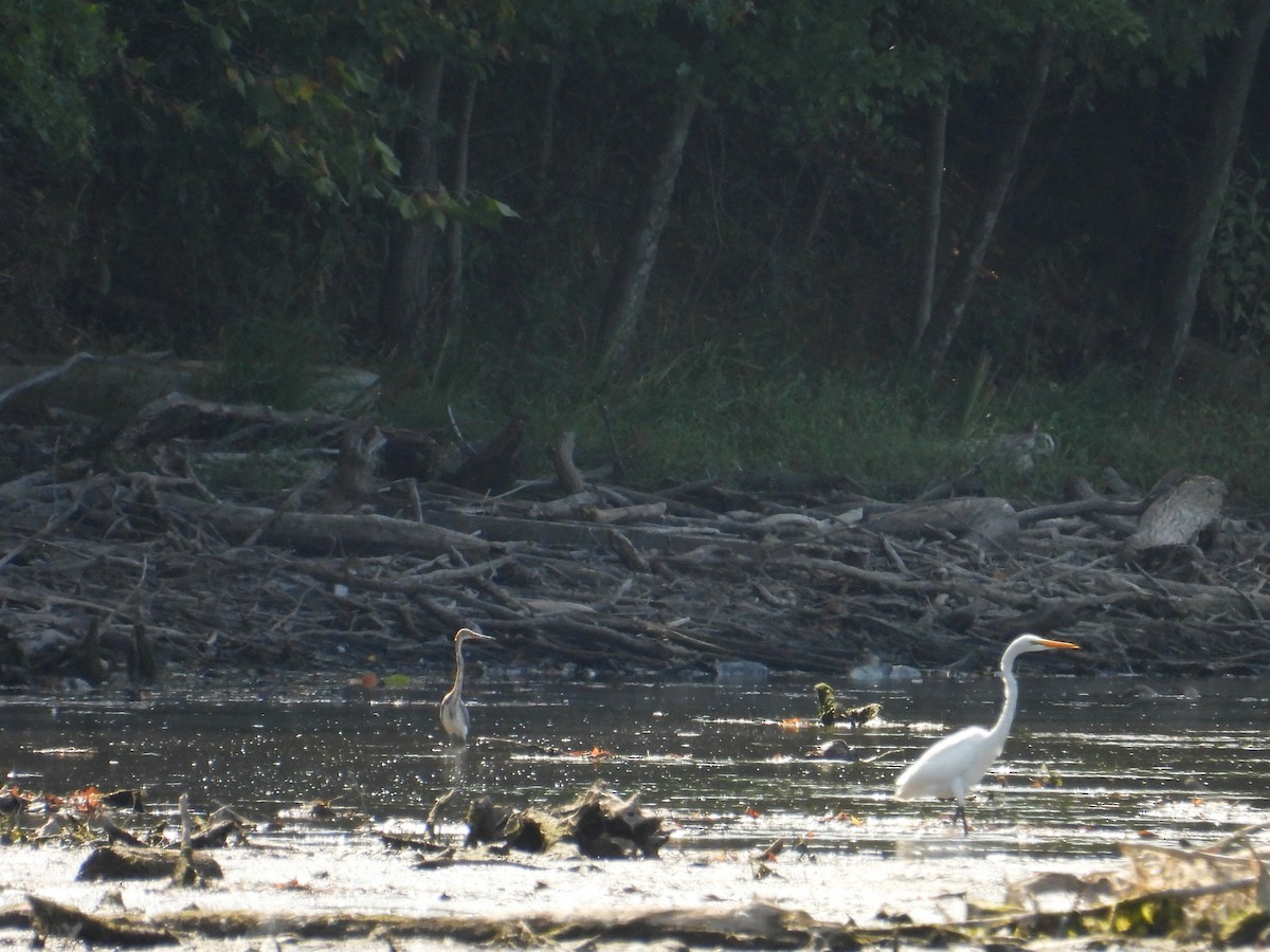 Tricolored Heron - ML623921992