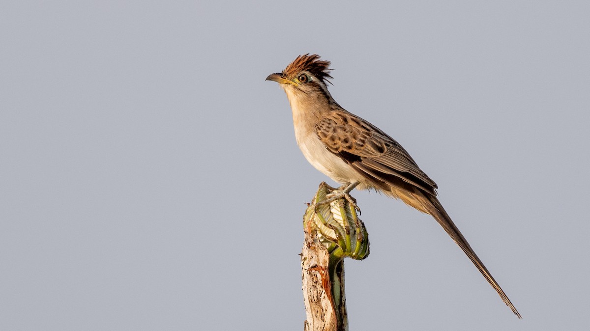 Striped Cuckoo - Steve McInnis