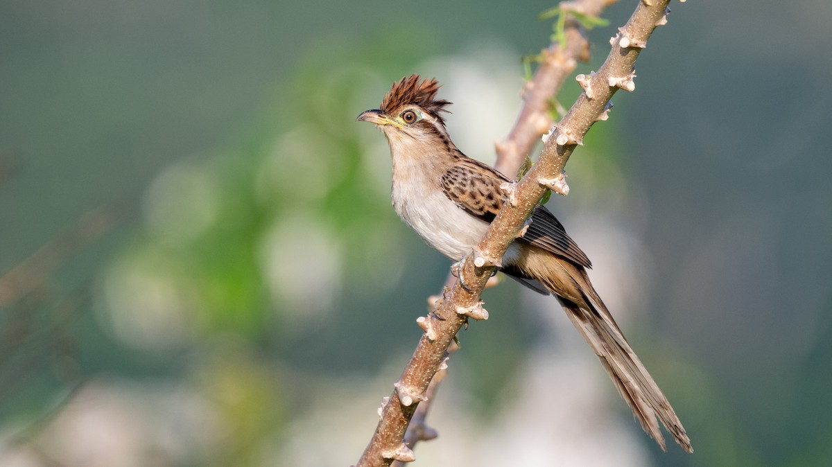 Striped Cuckoo - ML623922001