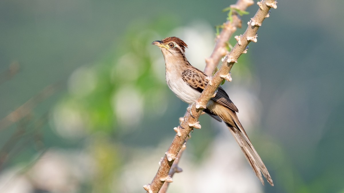 Striped Cuckoo - ML623922002