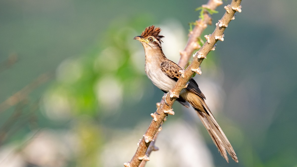 Striped Cuckoo - ML623922003