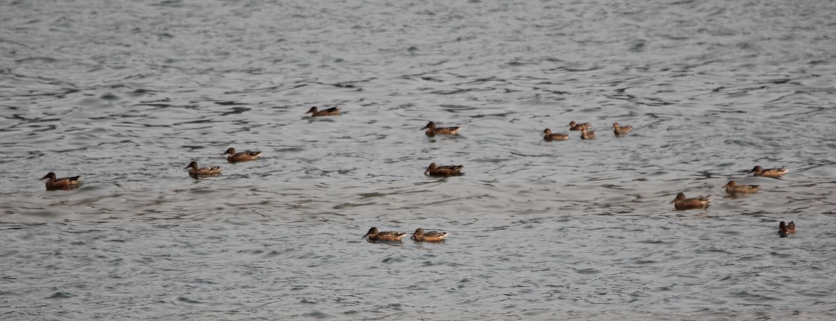 Northern Shoveler - ML623922005