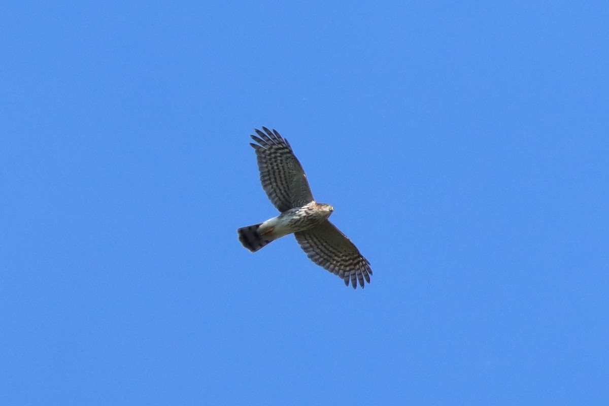 Sharp-shinned Hawk - ML623922015