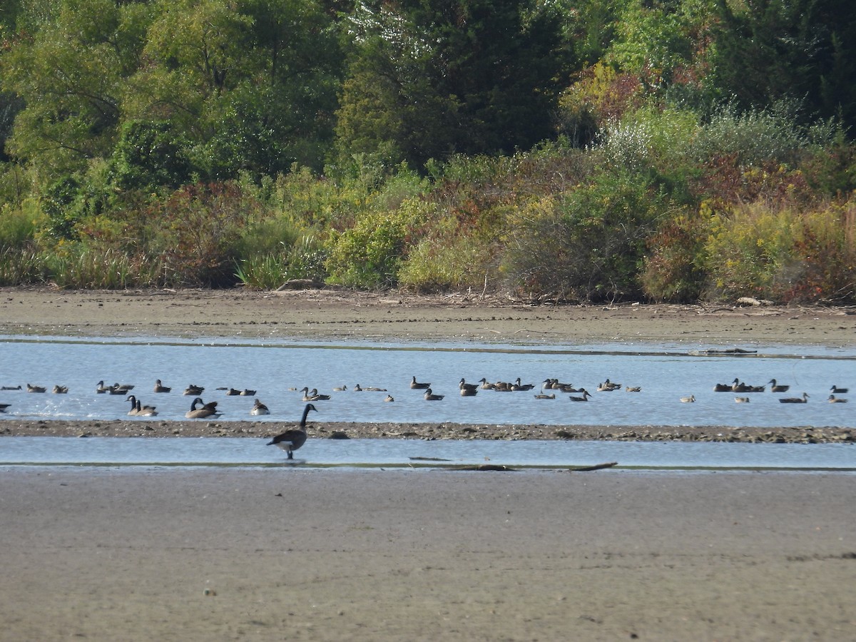 Northern Shoveler - ML623922042