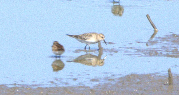 Baird's Sandpiper - ML623922044