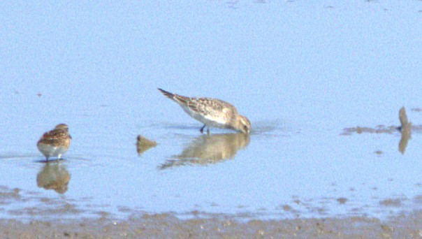 Baird's Sandpiper - ML623922045