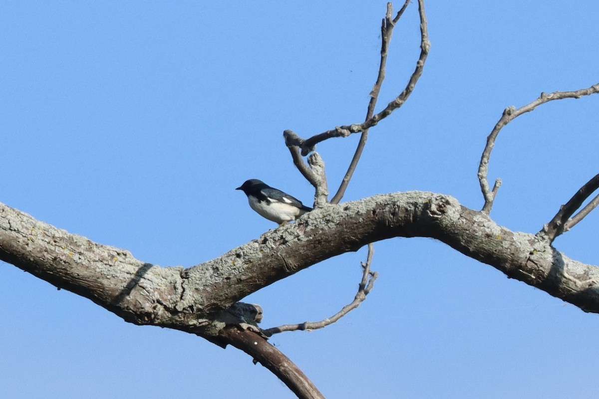 Black-throated Blue Warbler - ML623922053