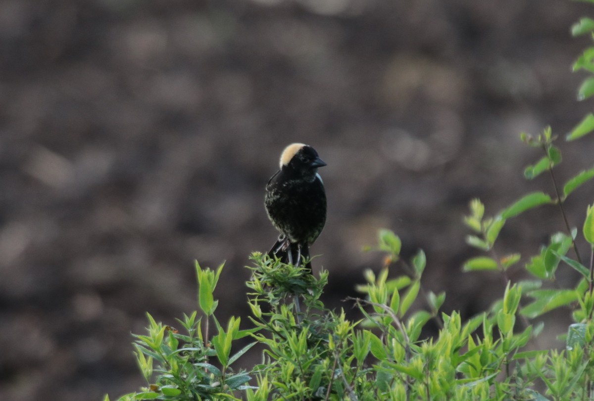 Bobolink - ML623922060