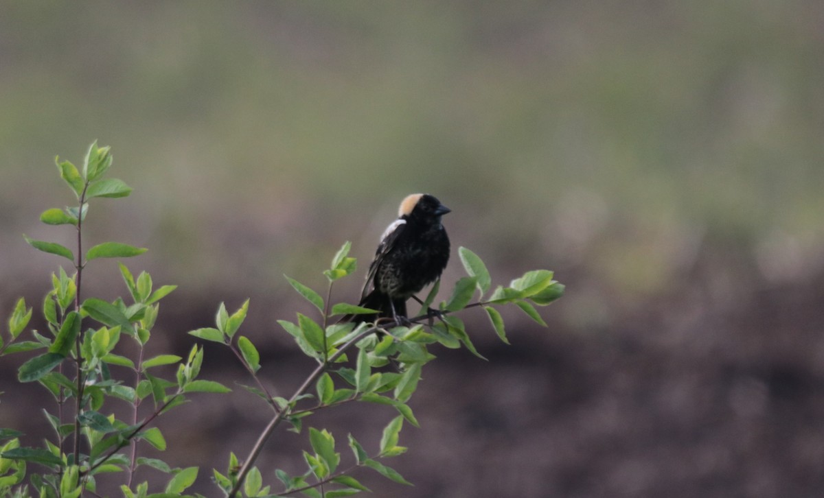 Bobolink - ML623922061