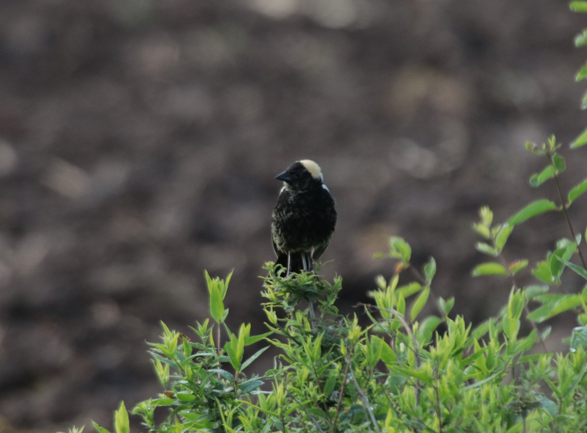 Bobolink - Brian Wulker