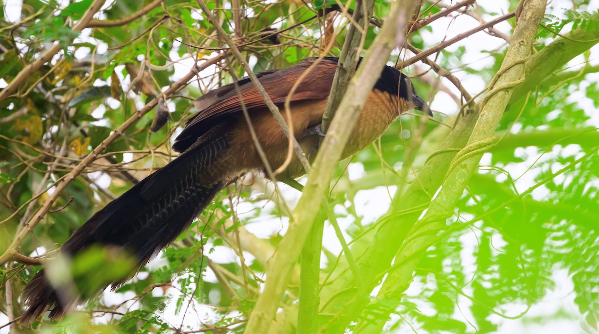 Coucal du Gabon - ML623922074