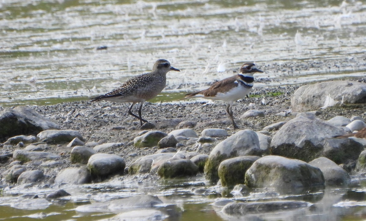 American Golden-Plover - ML623922104