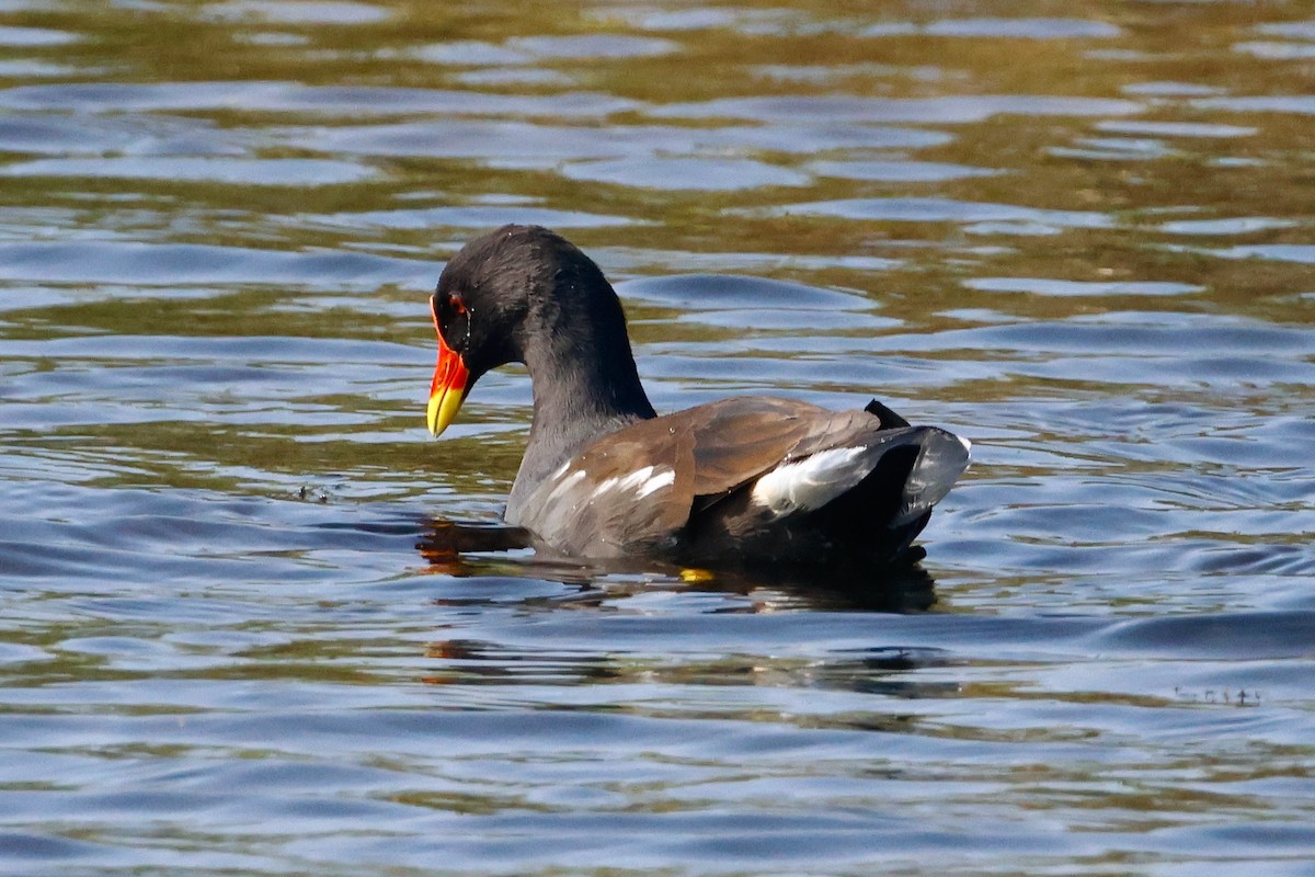 Eurasian Moorhen - ML623922106