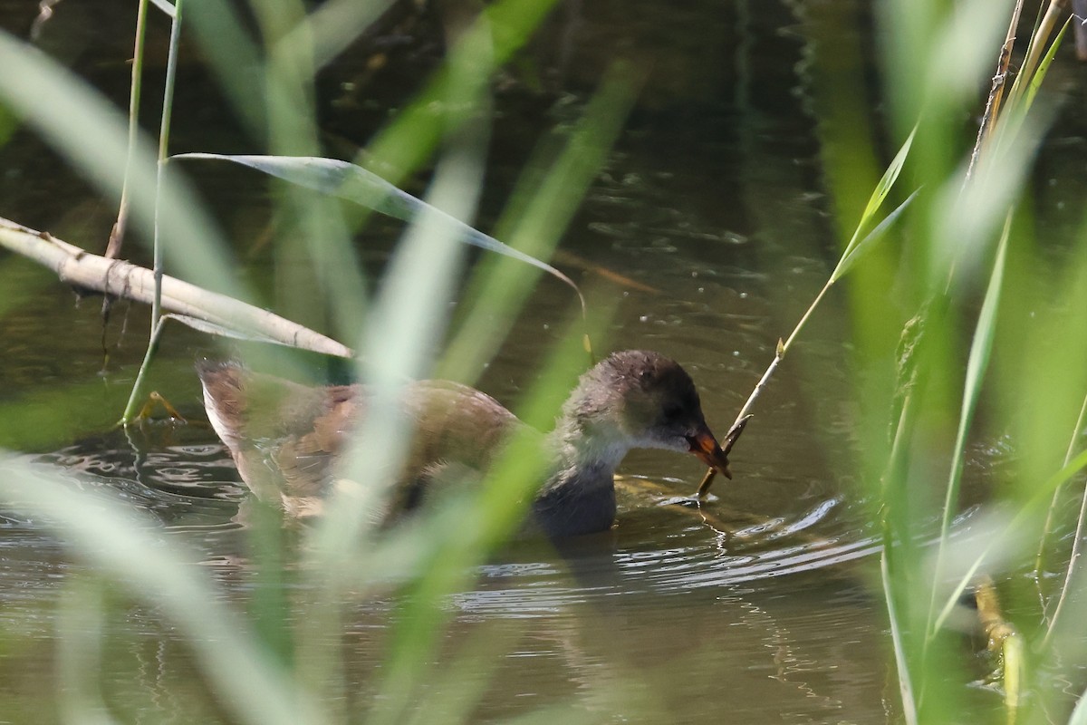 Eurasian Moorhen - ML623922107