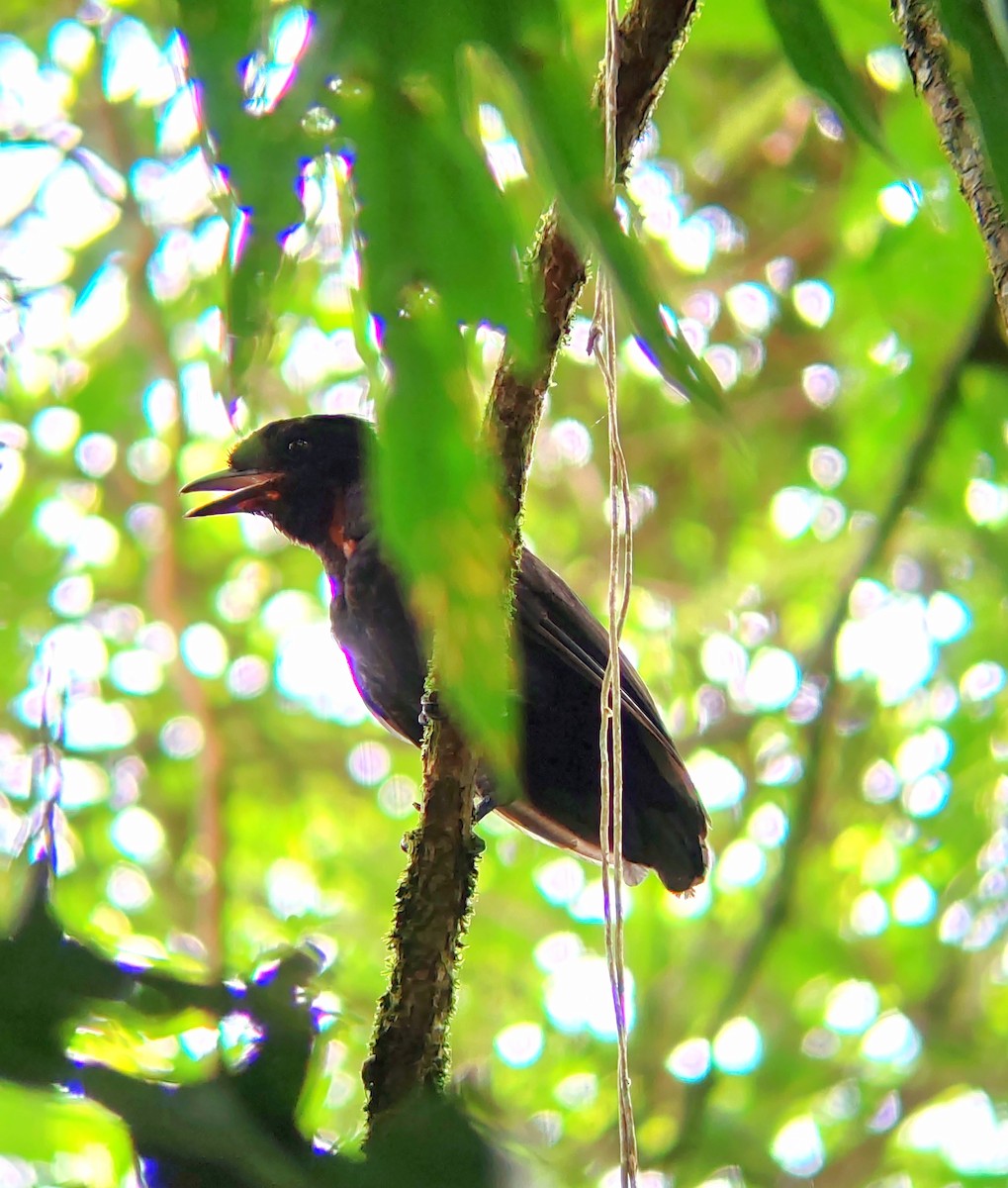 Bare-necked Umbrellabird - ML623922124