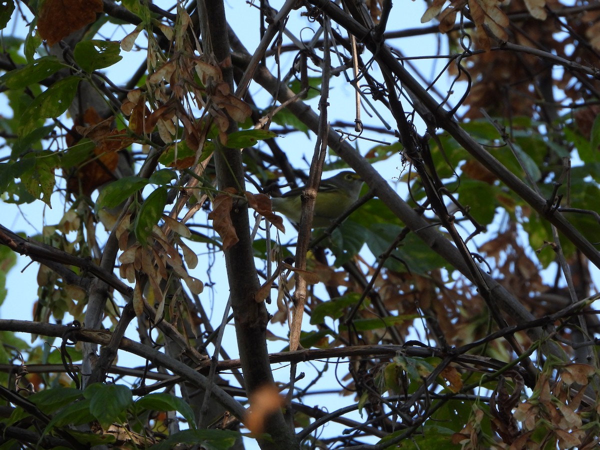 White-eyed Vireo - Cathy Hagstrom