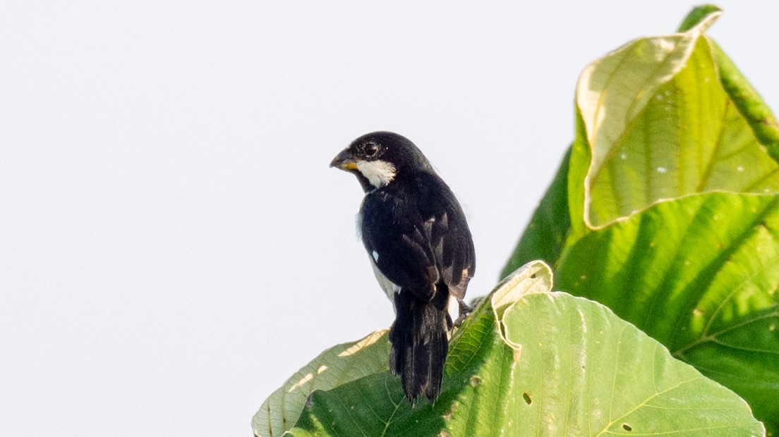 Lined Seedeater - Steve McInnis