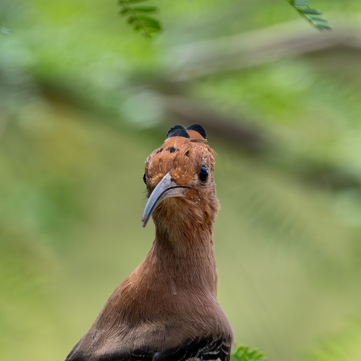 Abubilla Común - ML623922156