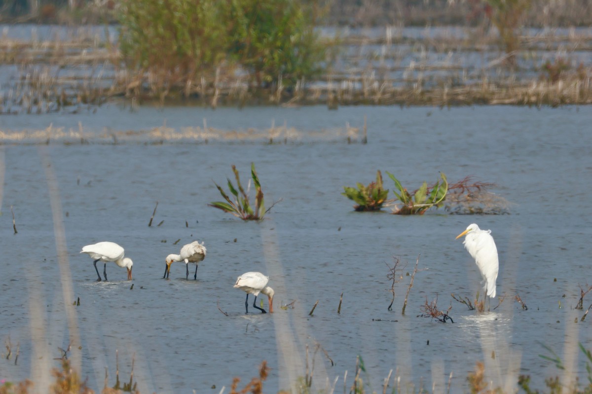 Eurasian Spoonbill - ML623922157