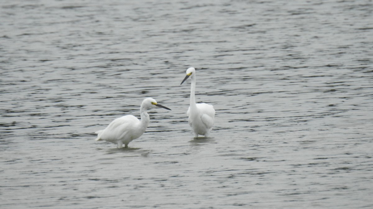 Snowy Egret - ML623922170