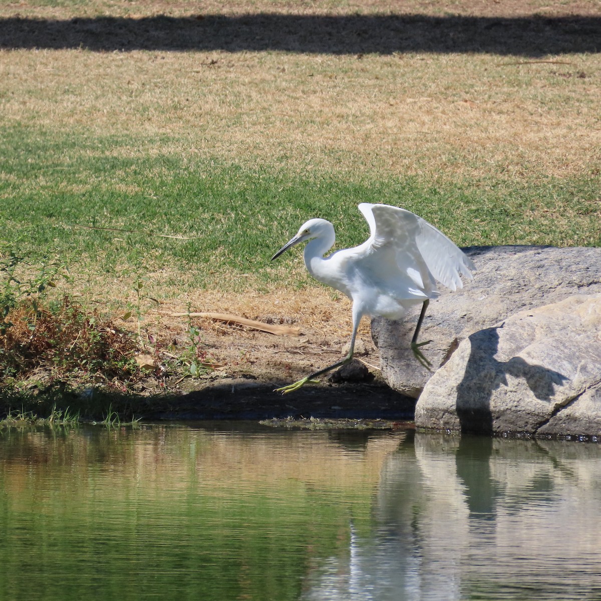 Snowy Egret - ML623922175