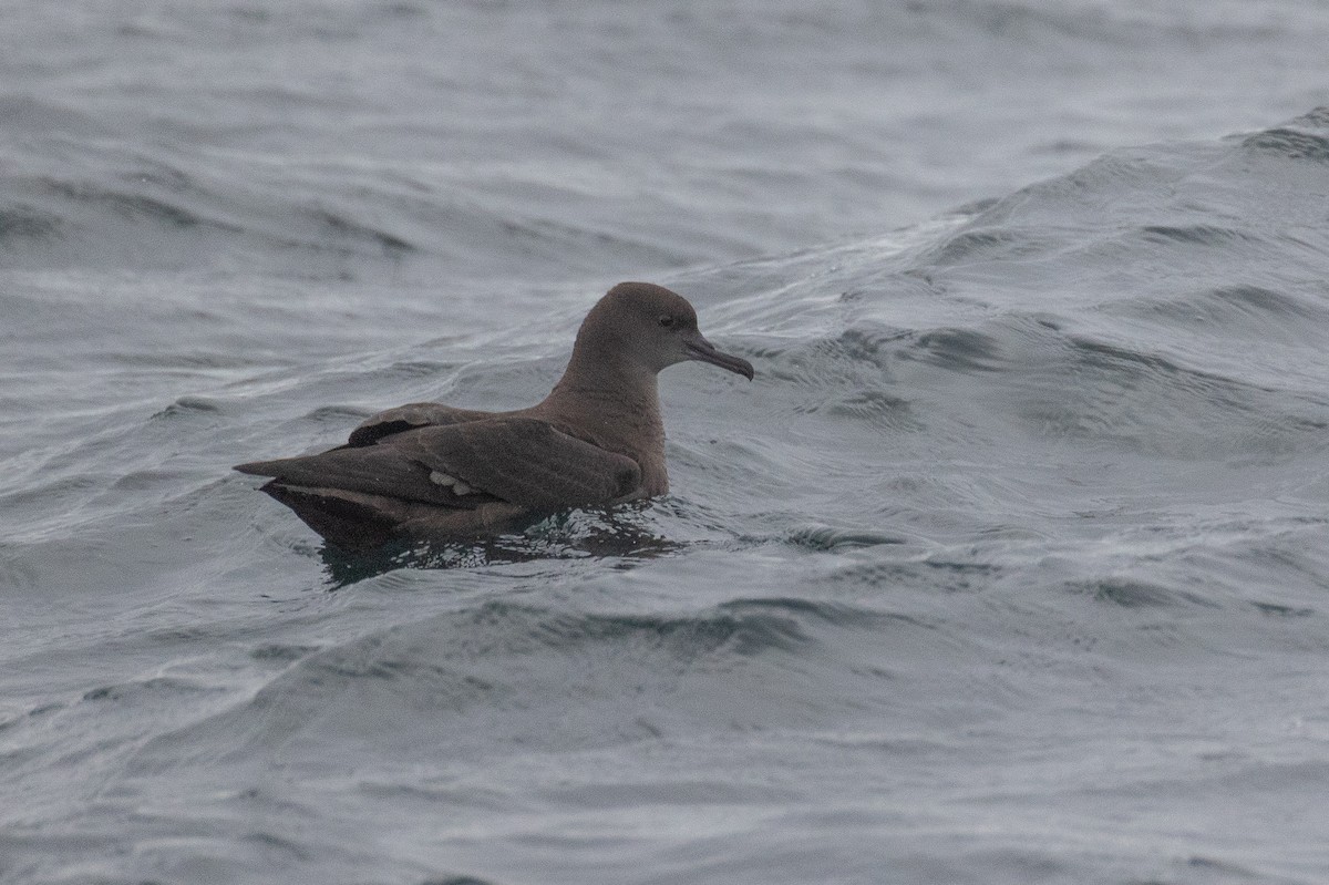 Sooty Shearwater - ML623922177