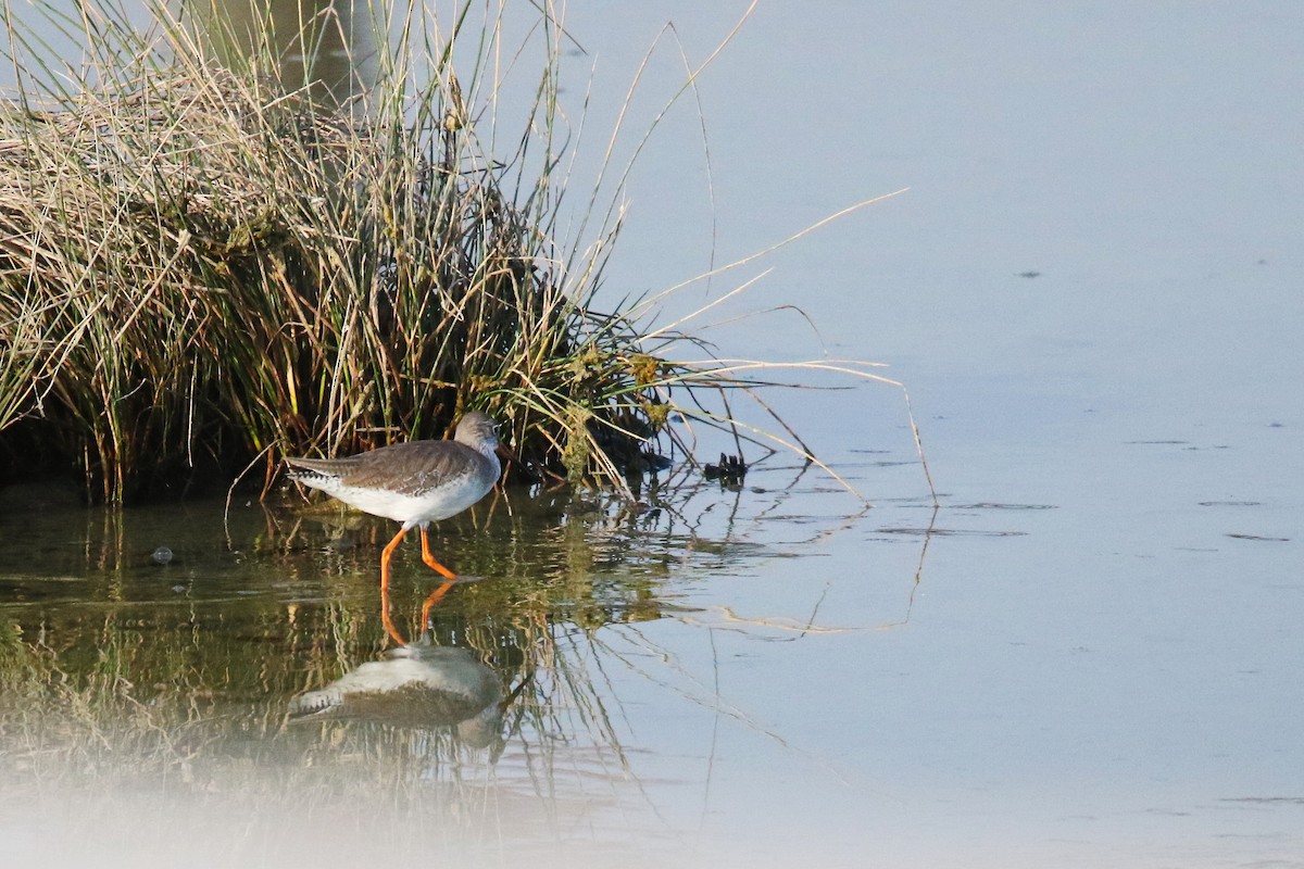 Spotted Redshank - ML623922178