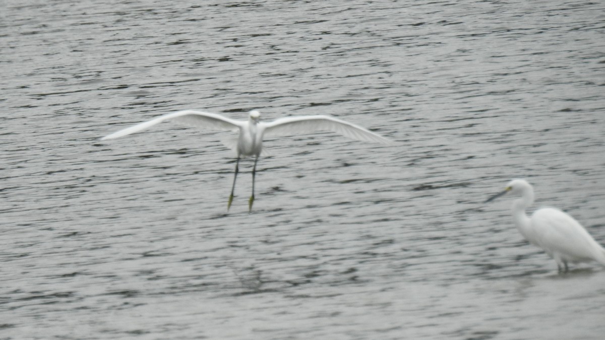 Snowy Egret - ML623922179