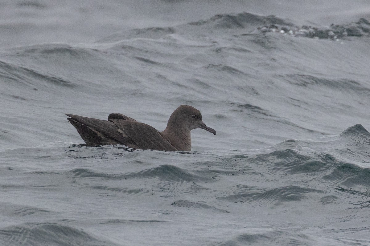 Sooty Shearwater - ML623922181