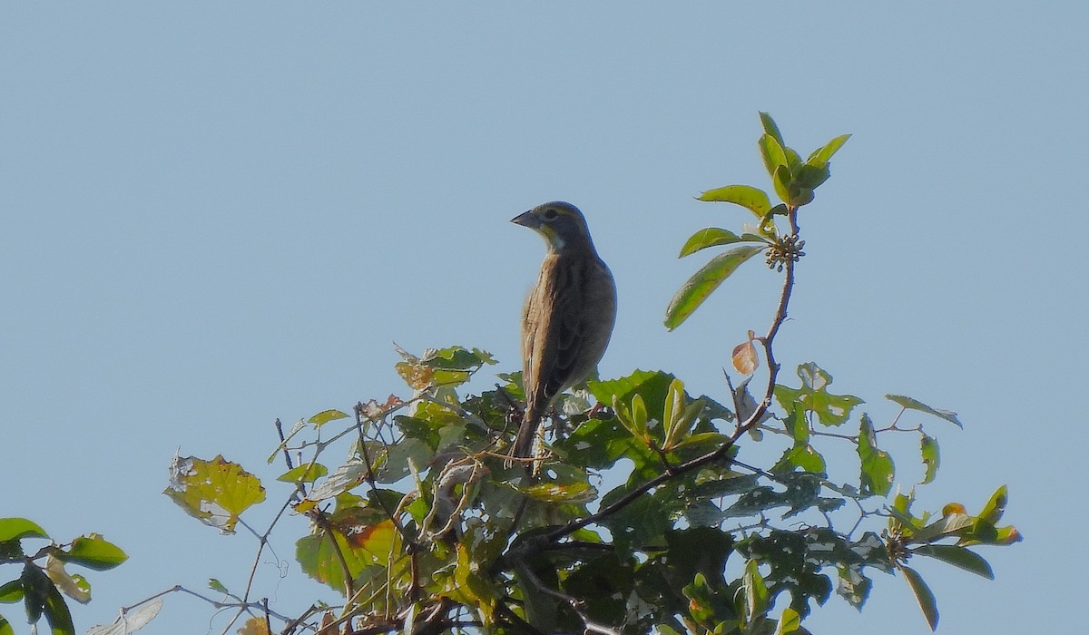 Dickcissel - ML623922188